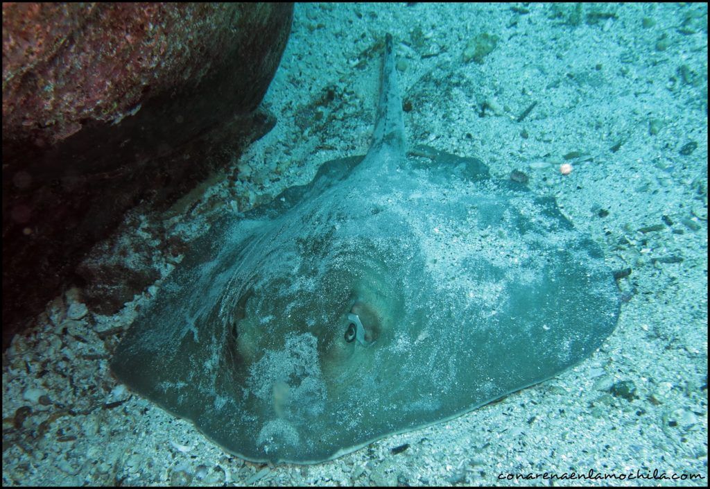 Buceo Galápagos Ecuador