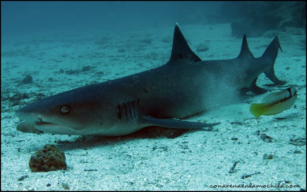 Buceo Galápagos Ecuador