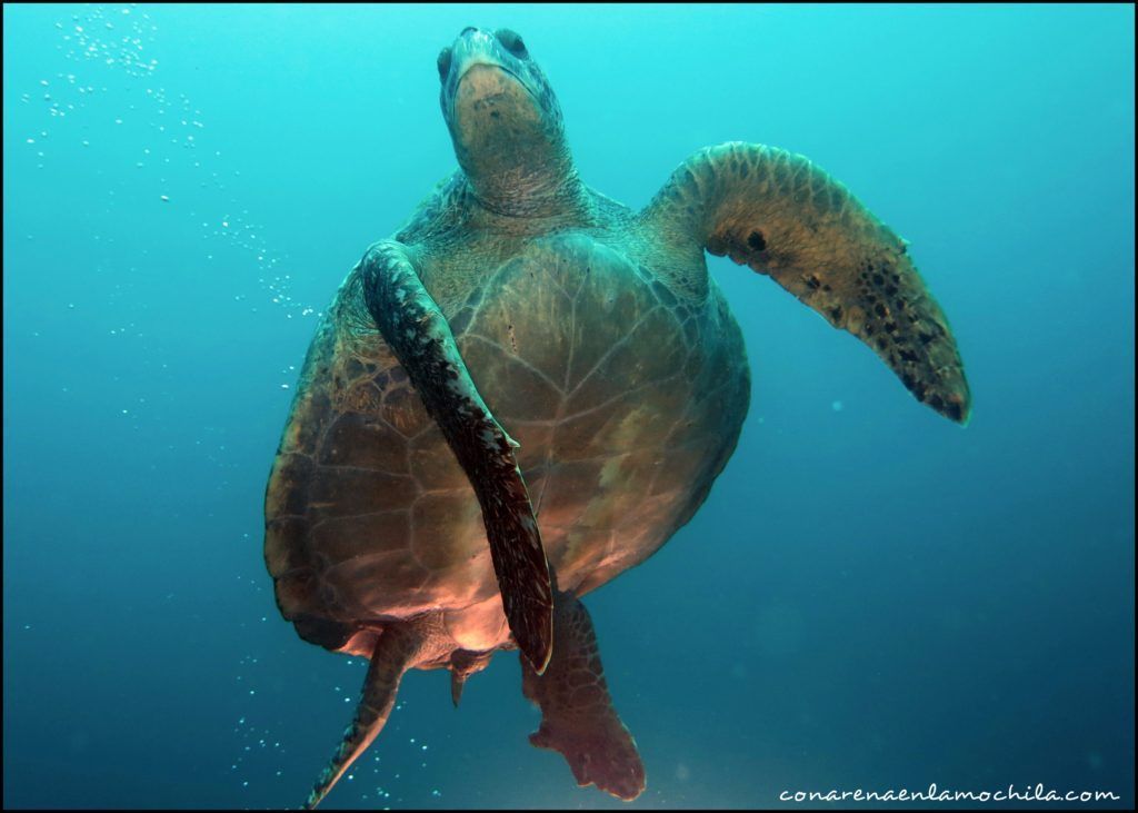 Buceo Galápagos Ecuador