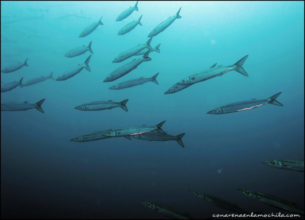 Buceo Galápagos Ecuador