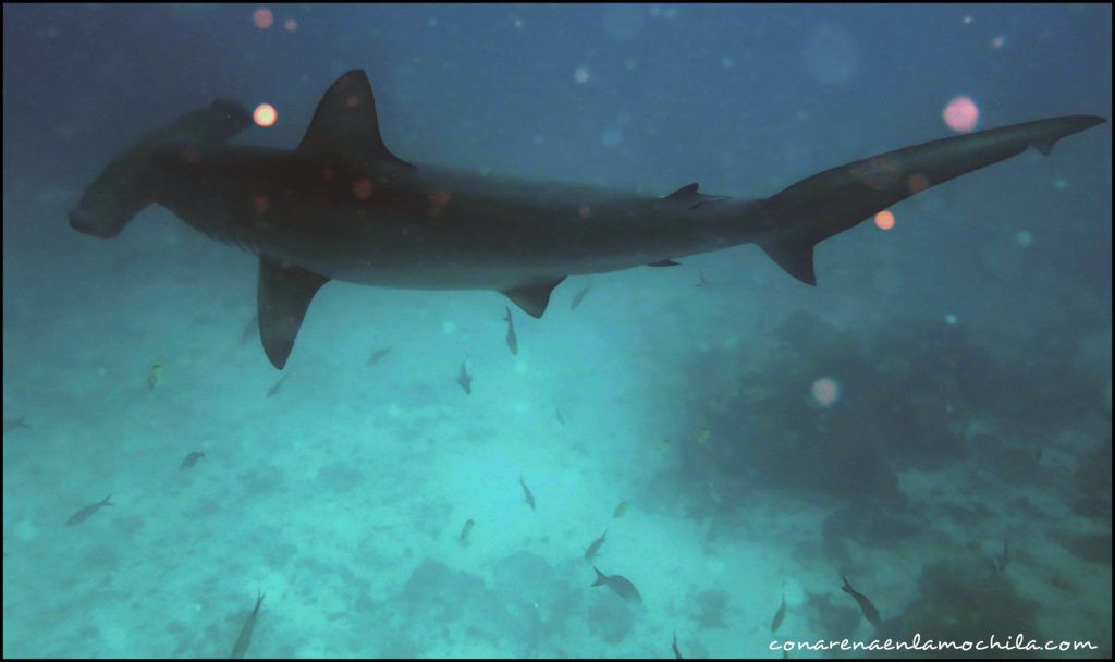 Buceo Galápagos Ecuador