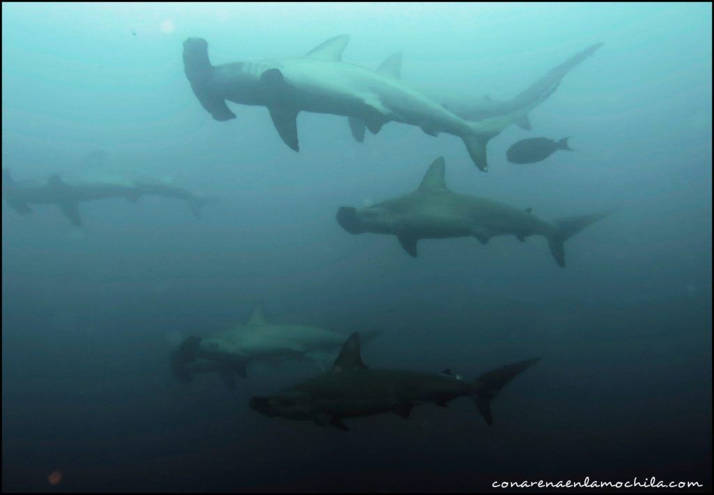 Buceo Galápagos Ecuador