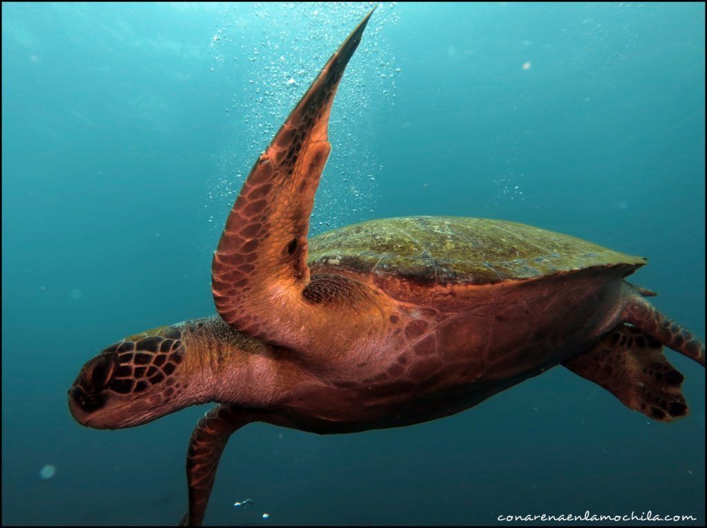 Buceo Galápagos Ecuador