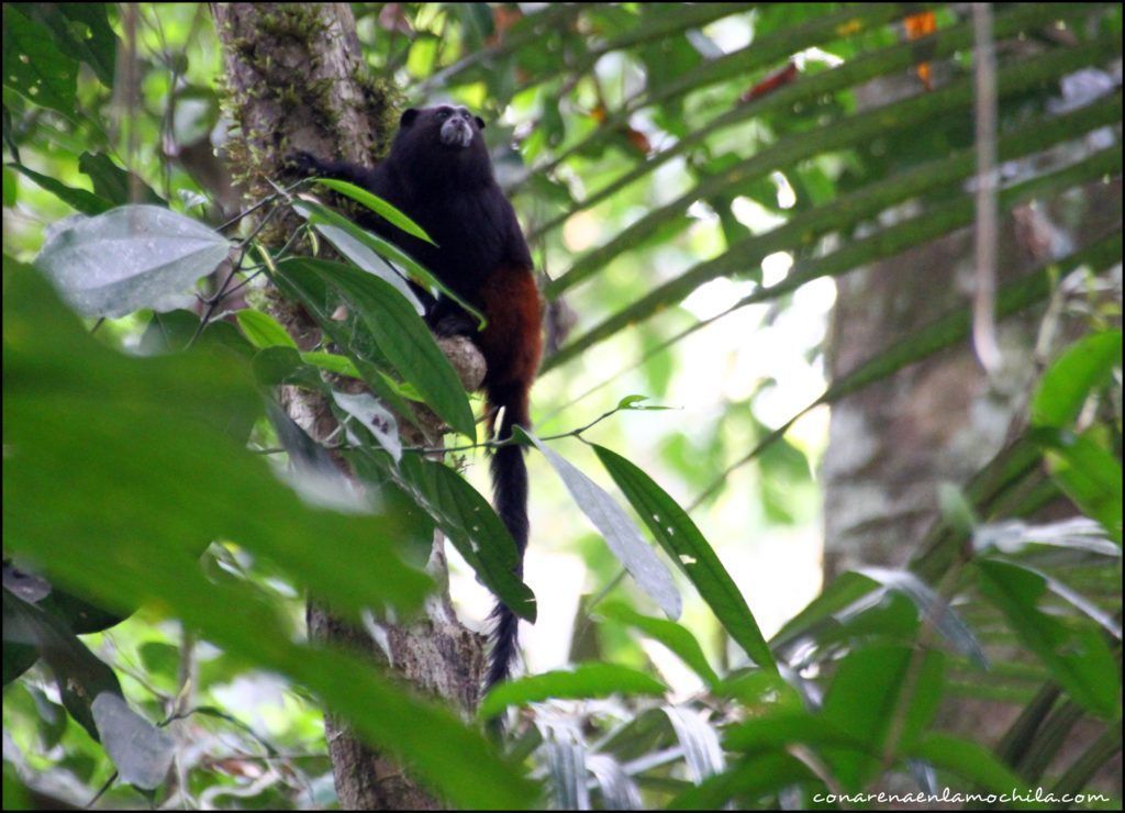 Parque Nacional Manu Perú