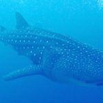Oslob: Todo por el egoísmo de un selfie con el Tiburón ballena
