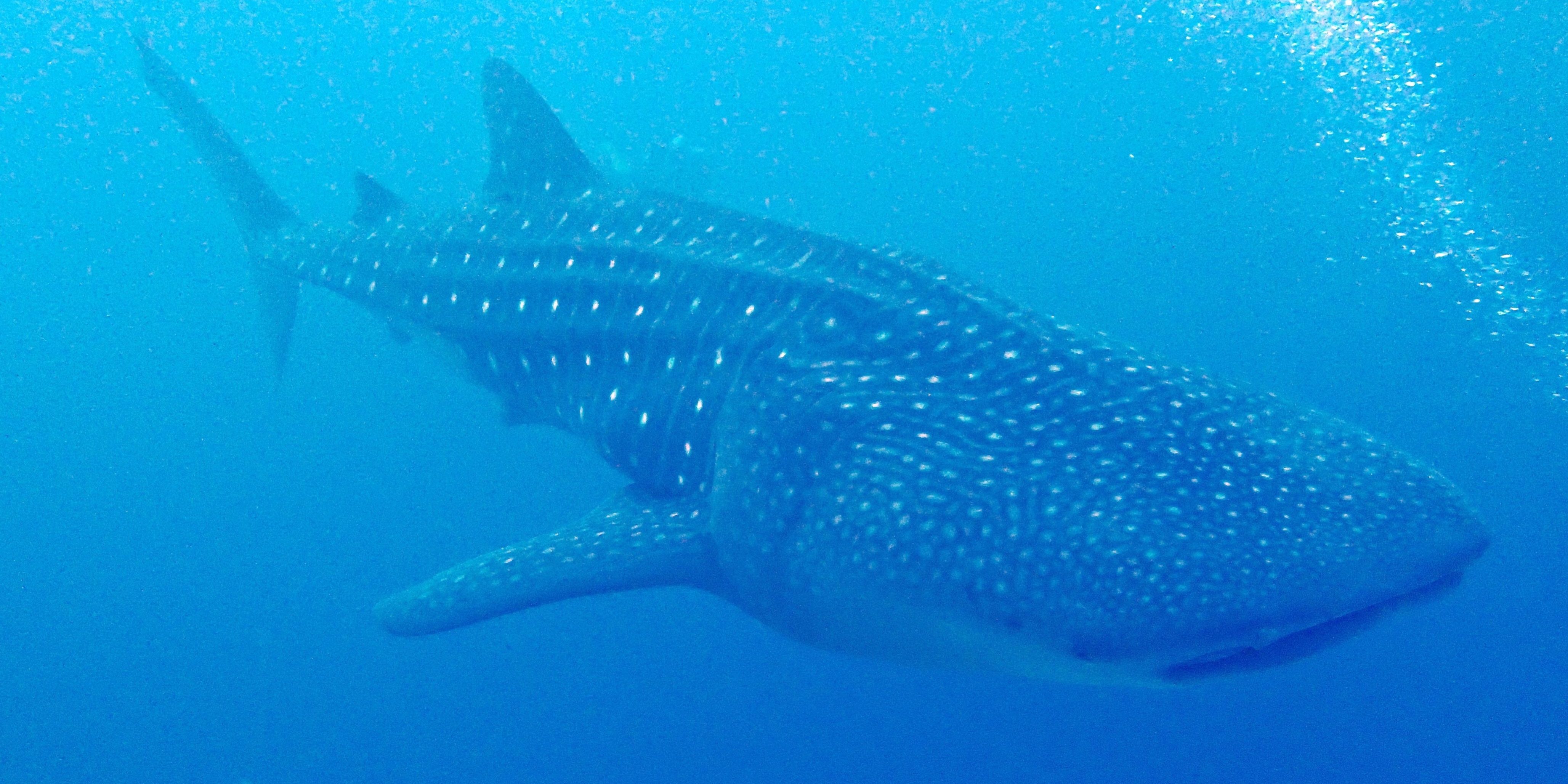 Maldives Blue Force Maldivas
