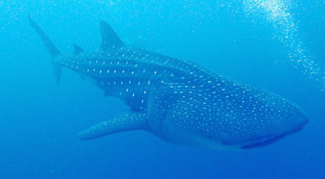Maldives Blue Force Maldivas