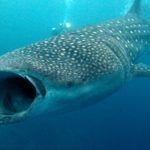 Maldivas: En busca del tiburón ballena. De Ari a Malé pasando por Vaavu.