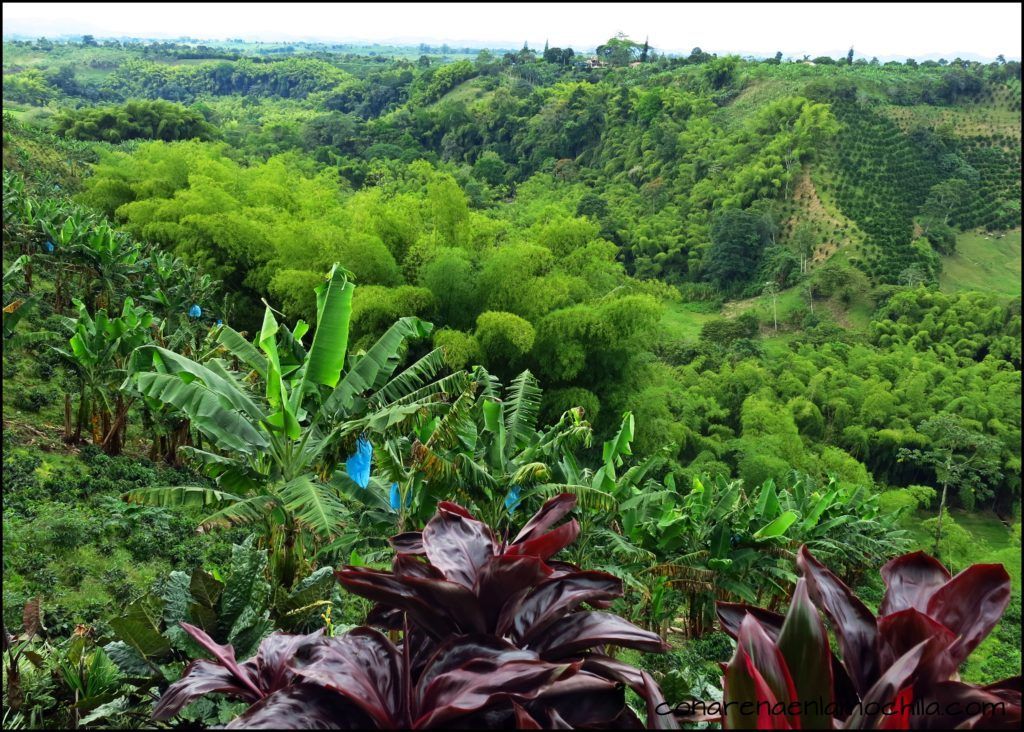 Eje Cafetero Quindío Colombia