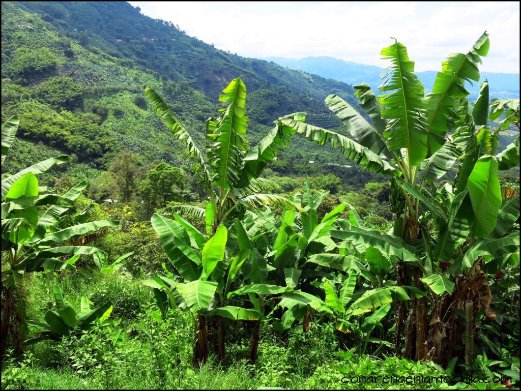 Eje Cafetero Quindío Colombia