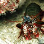 Buceo en Balicasag y el arrecife de Panglao. Unos días por Alona Beach