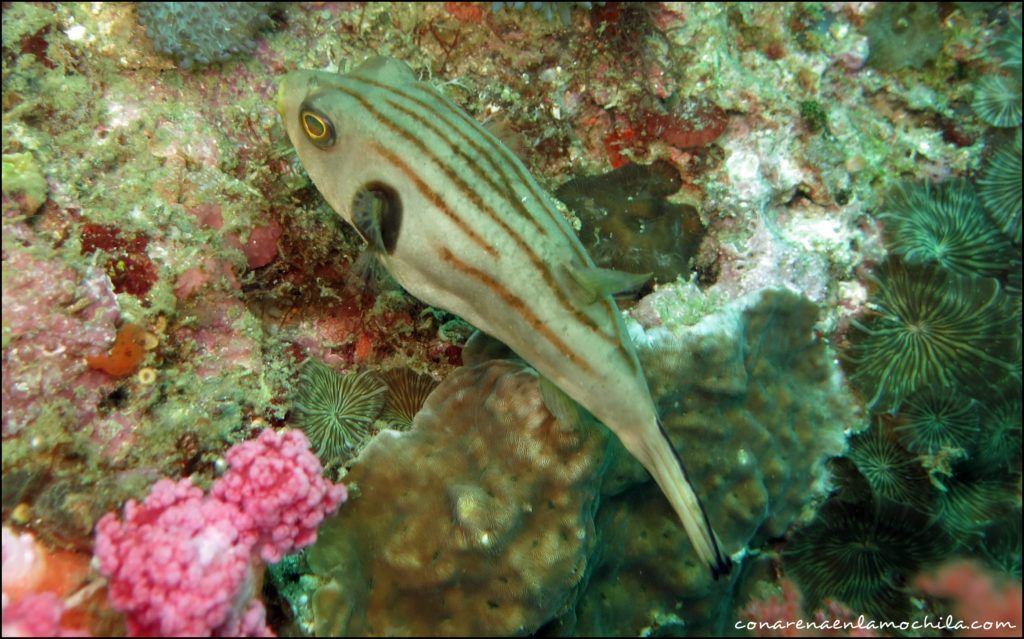 Malapascua Filipinas