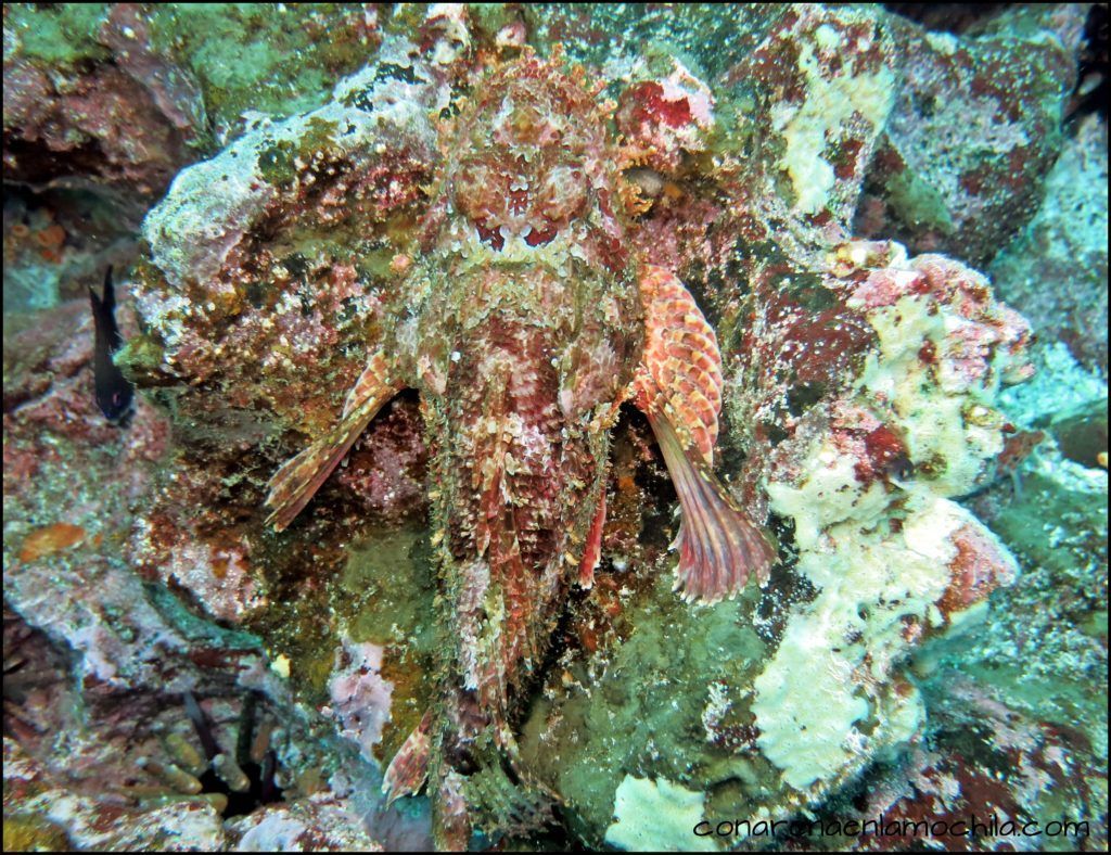 Buceo Galápagos Ecuador