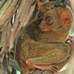 Bohol: el último reducto del tarsier de Filipinas