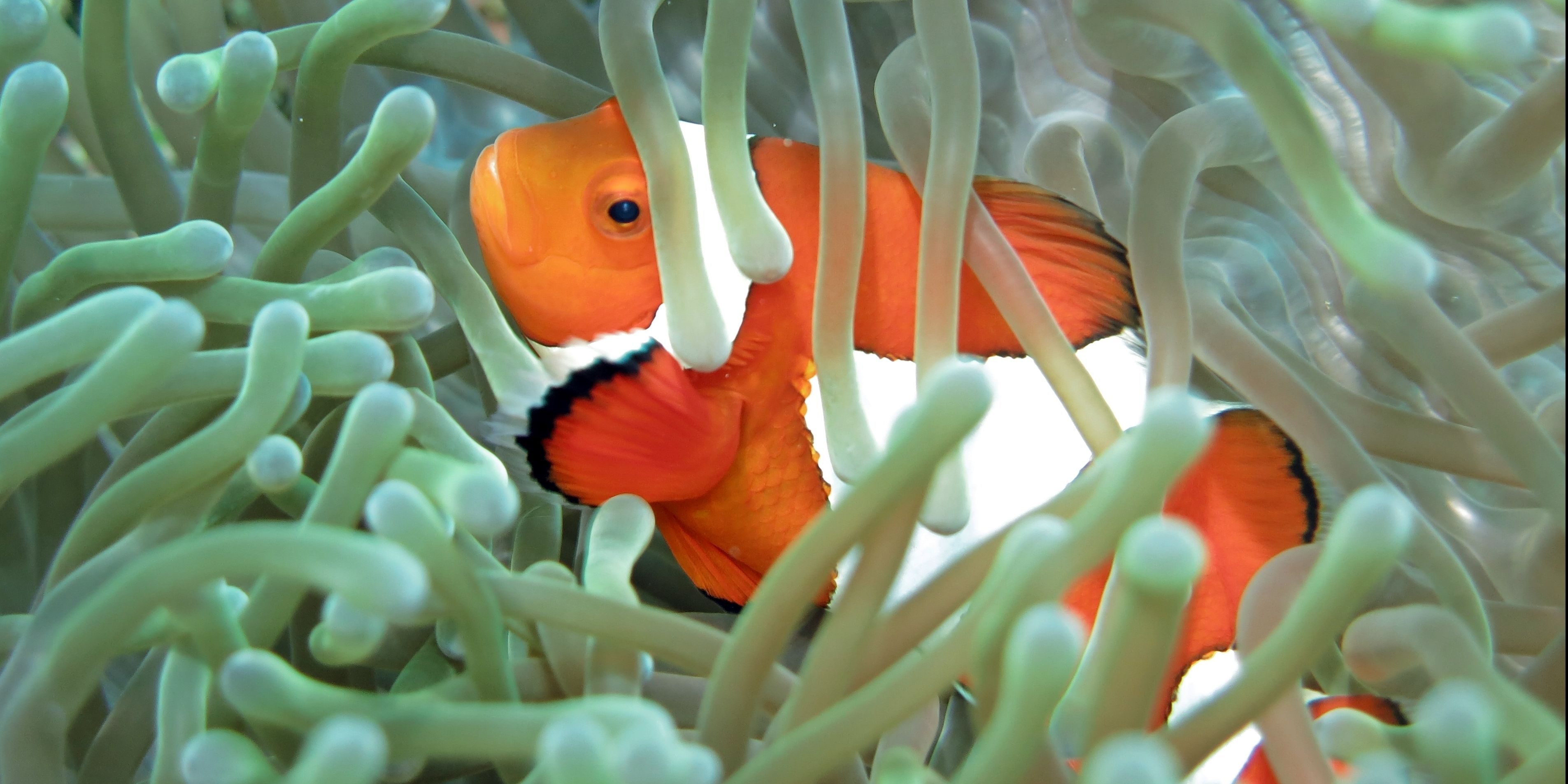 Moalboal Cebu Filipinas