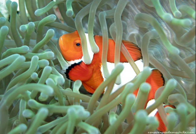 Moalboal Cebu Filipinas