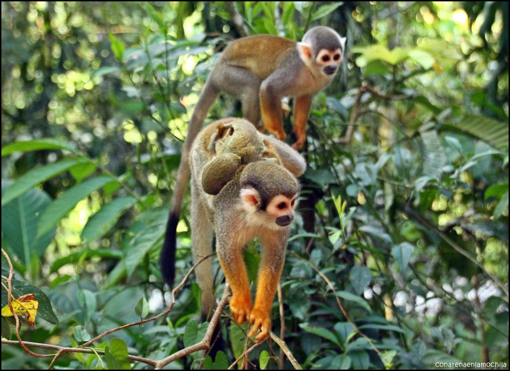 Centro Ecológico Zanja Arajuno Puyo Ecuador