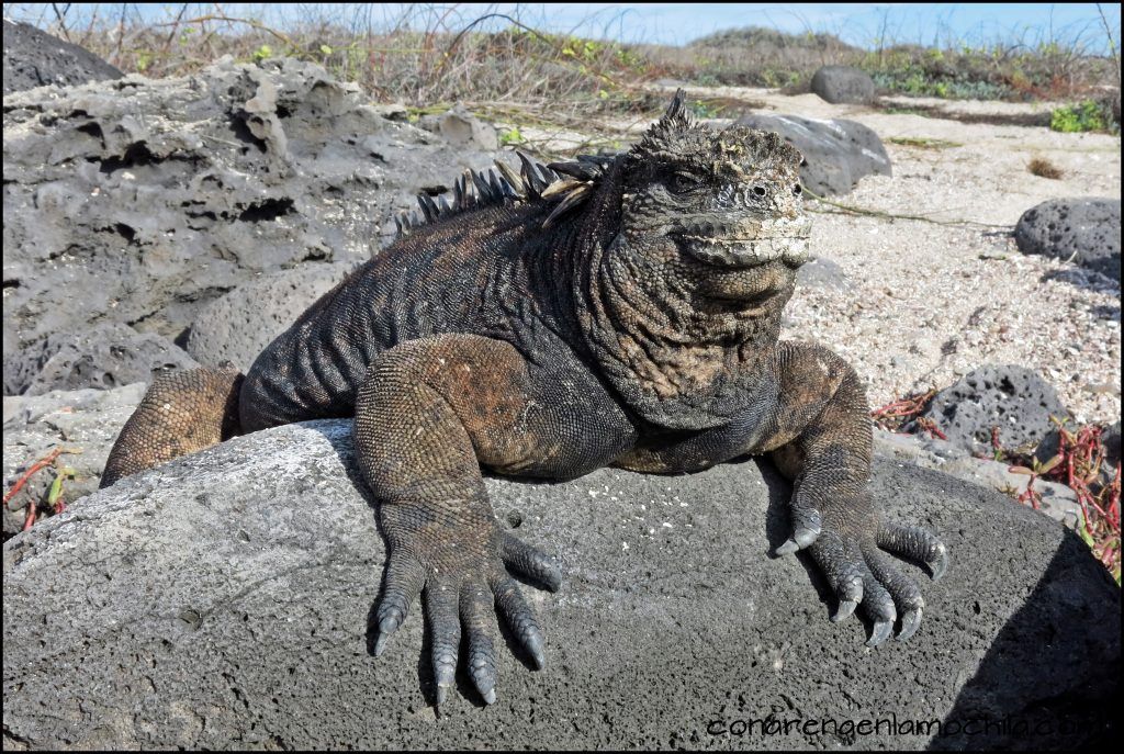 Galápagos Ecuador