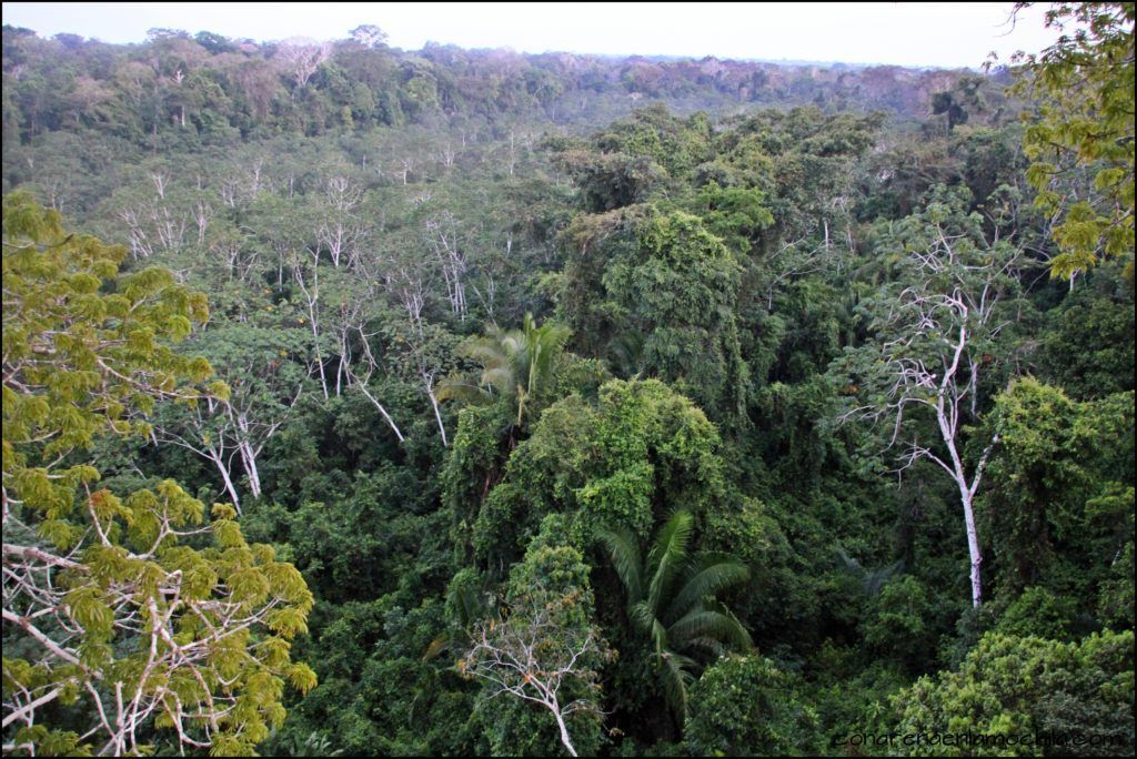 Parque Nacional Manu Perú