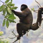Parque Nacional del Manu: Qué ver y cómo llegar a la joya de la Amazonia peruana