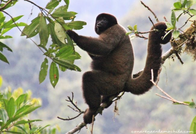 Parque Nacional Manu Perú