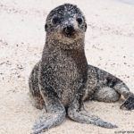 Qué ver y hacer en Galápagos. San Cristóbal, la joya de las Encantadas