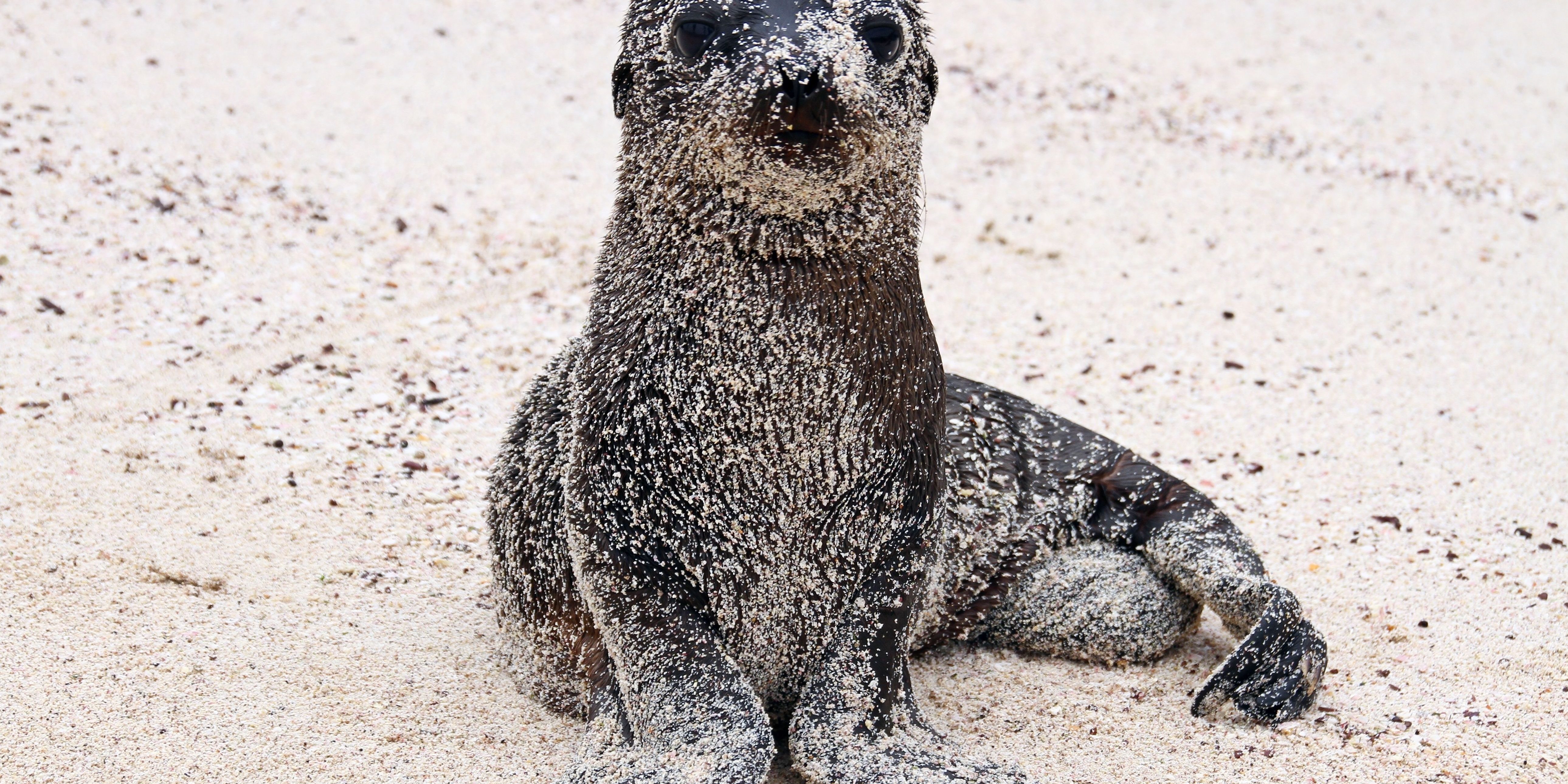 San Cristóbal Galápagos Ecuador