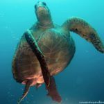 Buceo en Galápagos: Las mejores inmersiones de las Islas Encantadas