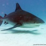 Buceo en Riviera Maya, México: Cenotes, Tiburones Toro y Cozumel.