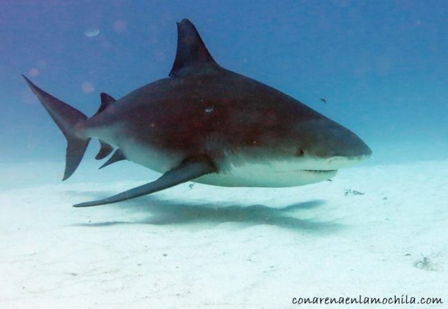 Playa del Carmen Quintana Roo México