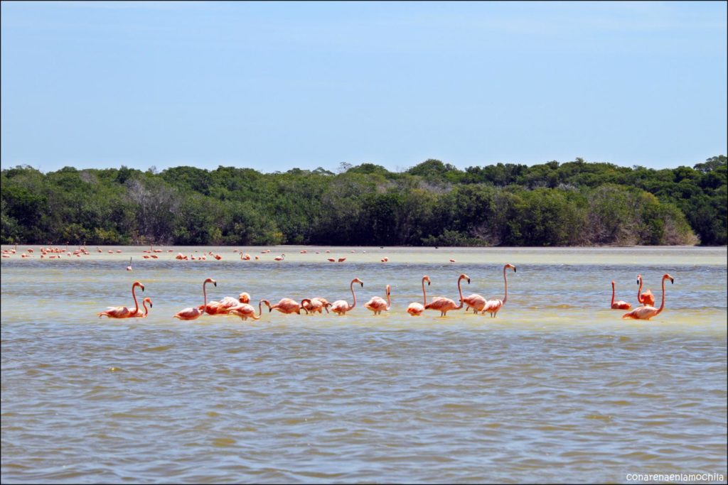 Celestún Yucatán México