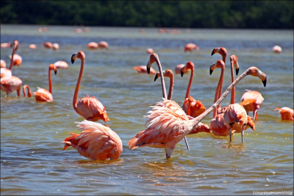 Celestún Yucatán México