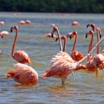 Celestún: Refugio de flamencos a orillas del Golfo de México