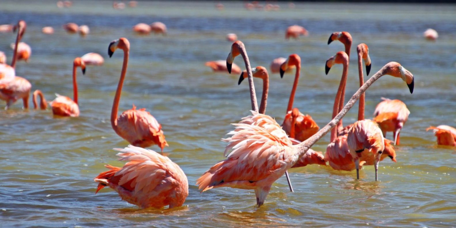 Celestún Yucatán México