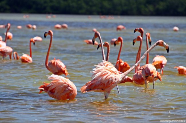 Celestún Yucatán México