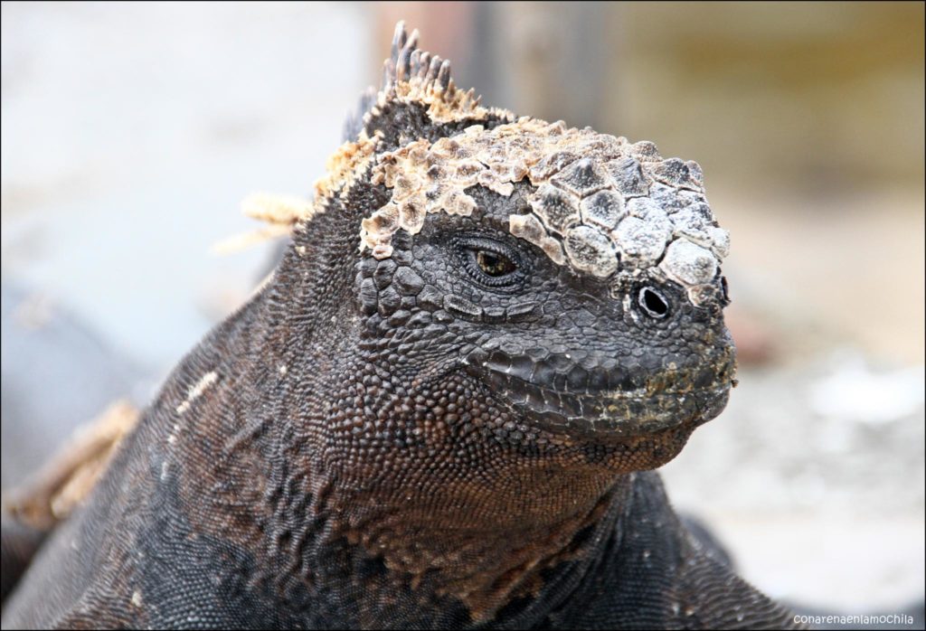 Santa Cruz Galápagos Ecuador