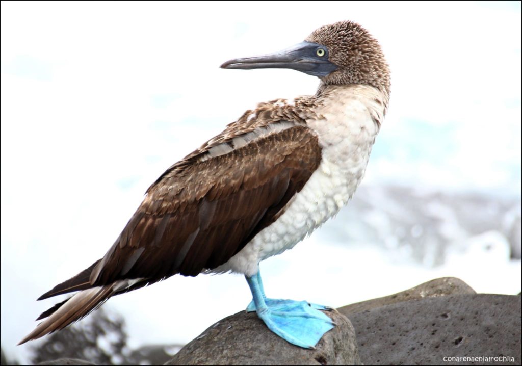 Santa Cruz Galápagos Ecuador