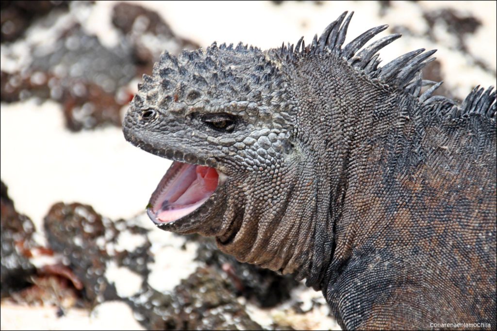 Santa Cruz Galápagos Ecuador