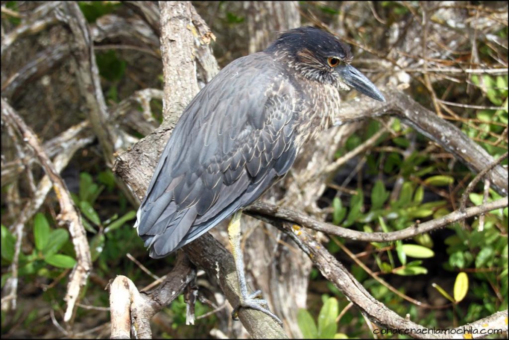 Santa Cruz Galápagos Ecuador