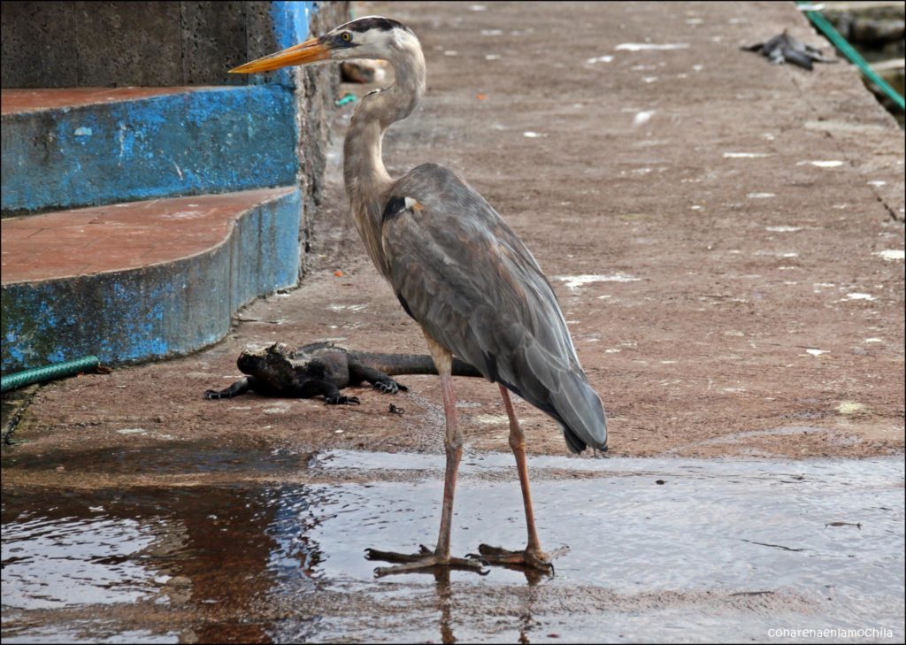 Santa Cruz Galápagos Ecuador