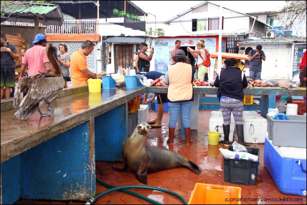 Santa Cruz Galápagos Ecuador