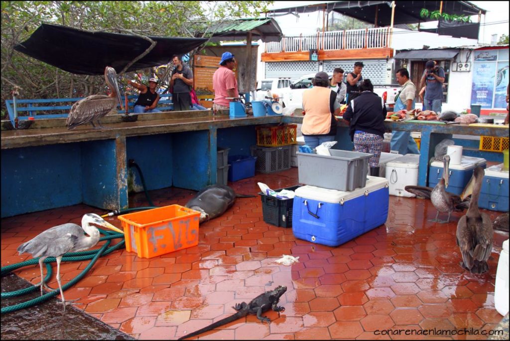 Santa Cruz Galápagos Ecuador