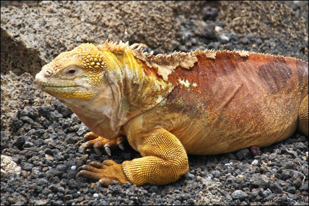 Santa Cruz Galápagos Ecuador