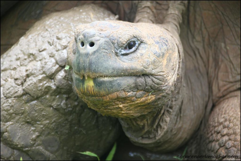 Santa Cruz Galápagos Ecuador