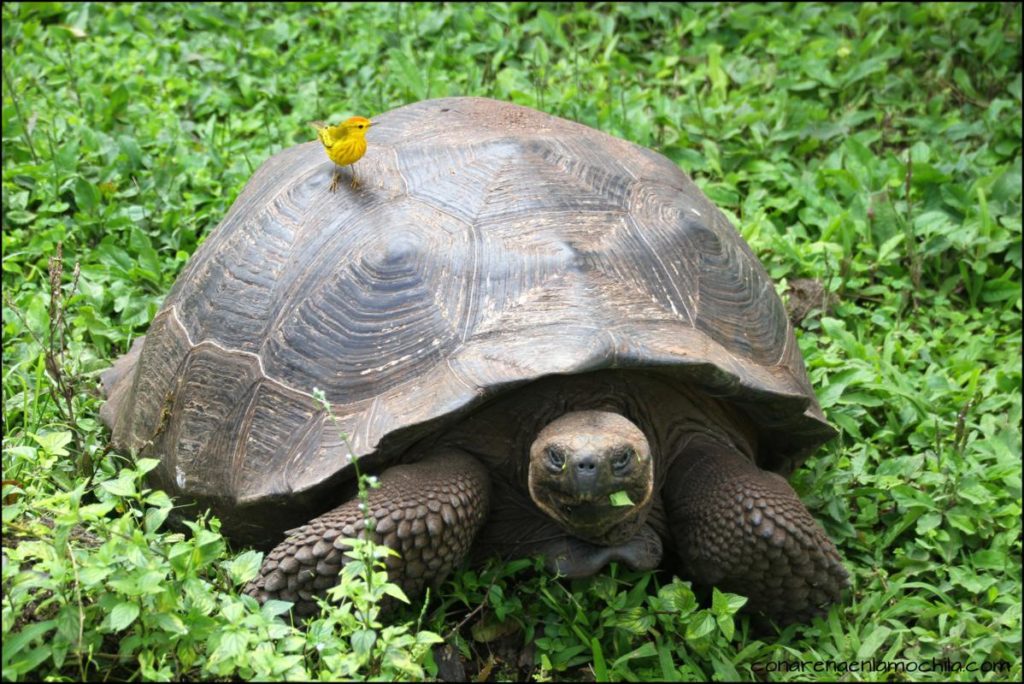 Santa Cruz Galápagos Ecuador