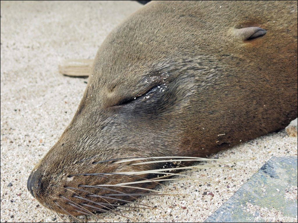 Santa Cruz Galápagos Ecuador