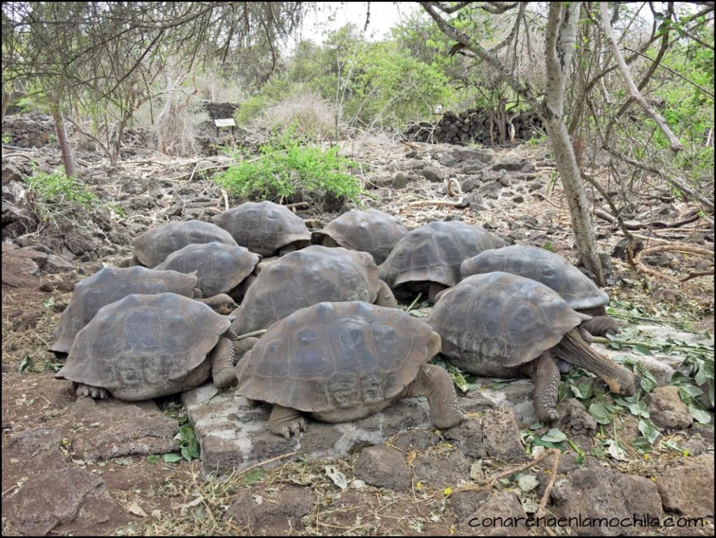 Santa Cruz Galápagos Ecuador