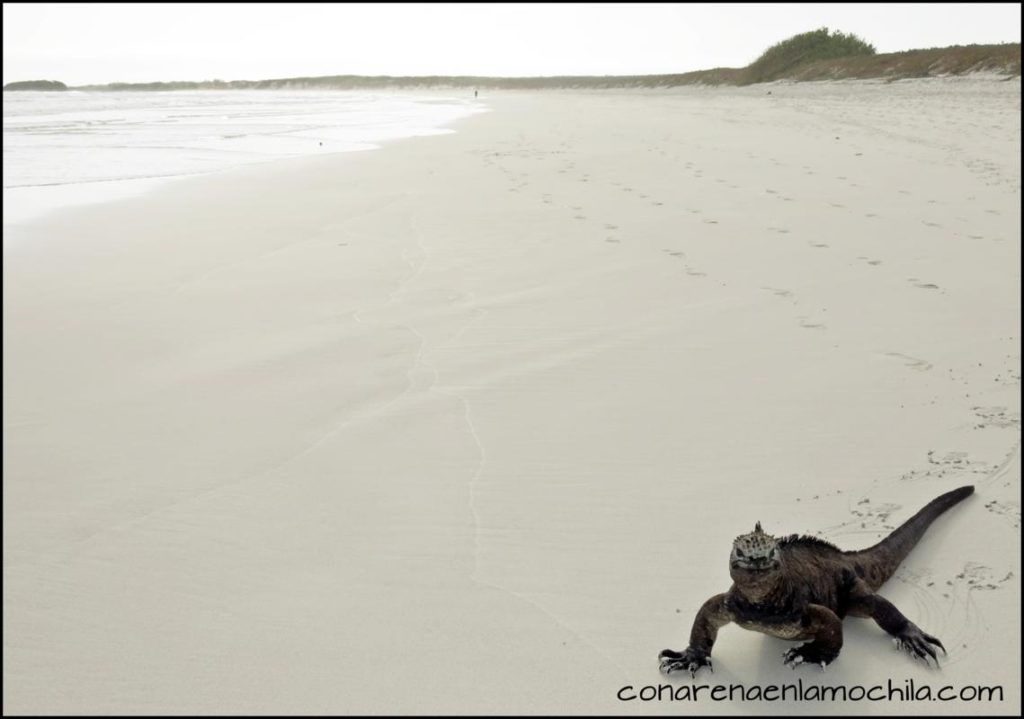 Santa Cruz Galápagos Ecuador