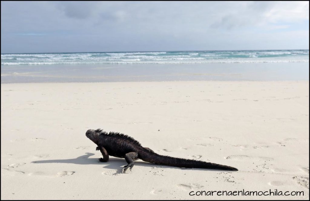 Santa Cruz Galápagos Ecuador