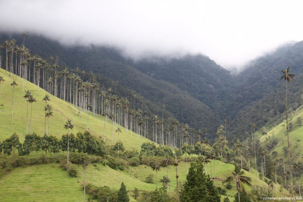 Valle del Cocora Eje Cafetero Colombia